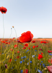 Field of red poppies against the sky