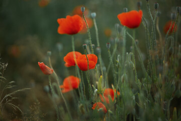 red poppies against a background of green grass