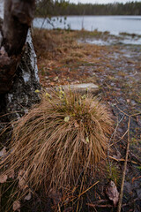 a grassy hummock on the shore of a forest marshy lake.