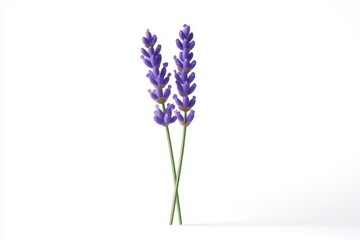 Naklejka premium Two Lavender Sprigs on White Background