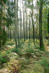 Mieszany las wczesną jesienią. Liście na drzewach mają zielony kolor, część liści paproci przybrało brązowy kolor. Jest słoneczny dzień. © boguslavus