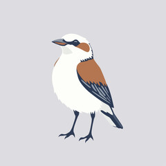 bird vector illustration 