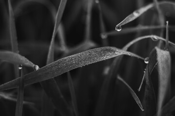 Dew or rain drops on fresh green wheat on sunrise. Nice bokeh effect of early morning golden hour. Meditation of plants birds and insects. Sun glares in a village. Kyiv, Ukraine. High resolution.