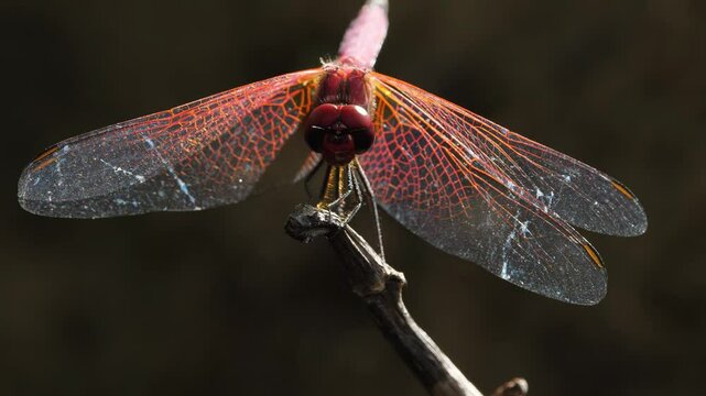 4K footage of a Trithemis aurora, commonly known as the crimson marsh glider, a species of dragonfly from the Libellulidae family in Madagascar, showcasing its vibrant colors and intricate details.