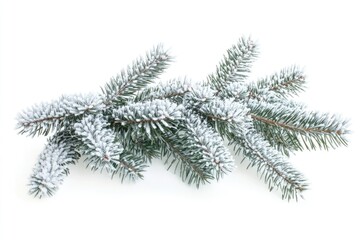 Christmas tree covered in hoarfrost and snow on white background.
