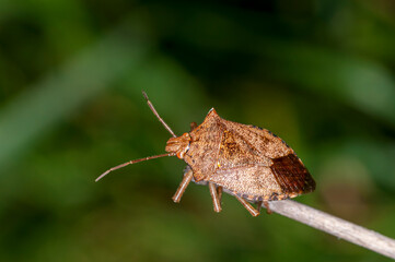 Top view of a Brown Stink bug on small stem.
