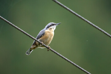 blue tit perched on a line