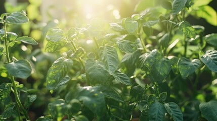 Lush Green Plants Basking In Sunlight