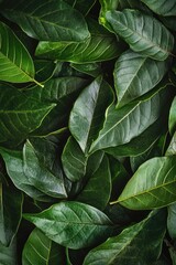 Fototapeta premium Close up of vibrant green leafy plant with soft focus and natural lighting highlighting the veins and texture.