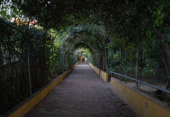 Obraz premium Leafy tunnel