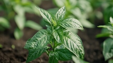 Lush Green Pepper Plant Growing In Soil