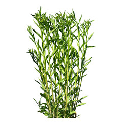 Weed and Grass Transparant Background