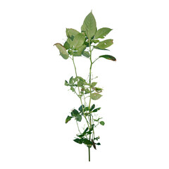 Weed and Grass Transparant Background