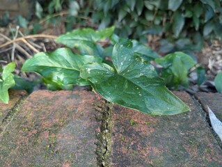 Italian Arum Cuckkoo-pint Leaf Brick Moss 