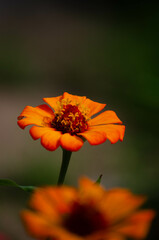 Orange Flower