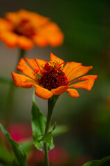 Orange Flower