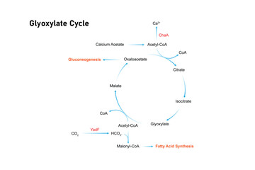 Glyoxylate Cycle Science Design. Vector Illustration.