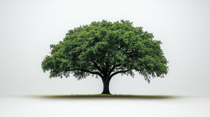 Obraz premium Majestic Oak Tree: A Symbol of Nature's Grandeur
