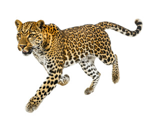 Isolated Leopard Running on White Background