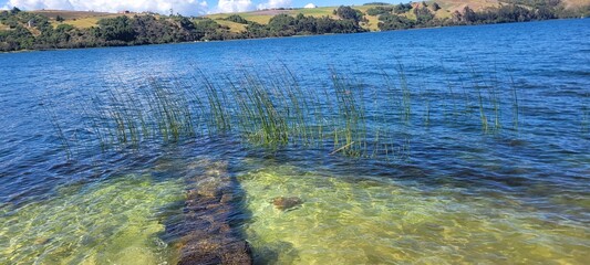 Naturaleza: crece la vida en el pantano