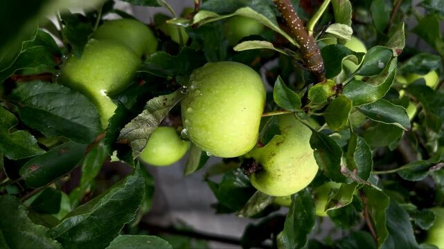 Green apples on a tree branch at rainy day	