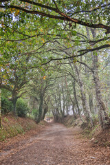 Naklejka premium Spain, Galicia. Camino de Santiago (Way of St. James) between Palas de Rei and Melide