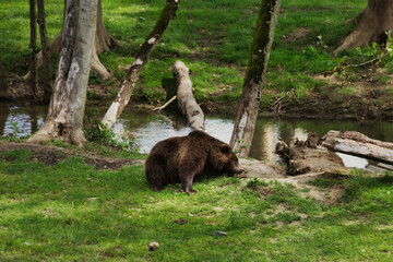 Brown bear resting near a pond