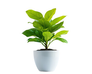 Isolated Potted Plant in White Pot