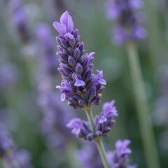 Obraz premium Close up of lavender flowers, close up of a purple lavender flower with lavender field in the background blurred