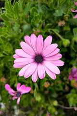 Close-up of a vibrant pink daisy blooming against a lush green background. The flower's delicate petals radiate outward from a dark purple center