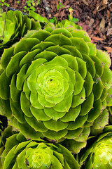 Obraz premium Detailed macro shot of a vibrant green succulent plant showcasing its symmetrical, spiraling leaf arrangement.