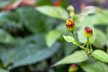 Macro photograph of vibrant flower buds transitioning to bloom, displaying intricate red and yellow hues.