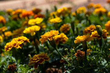 A stunning close-up of vibrant yellow marigold flowers basking in sunlight. The soft focus on the background creates a dreamy atmosphere