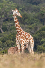 Netzgiraffen