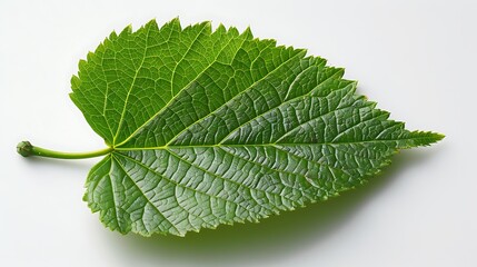 Obraz premium A close-up of a linden leaf, isolated on a white background