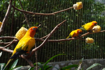 Yellow birds in Kuala Lumpur Bird Park, Malaysia