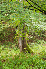 England, Yorkshire, Skipton. Walks offer glimpse of local scenery.