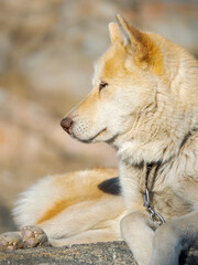 Sled dog in the small town Uummannaq. During winter the dogs are still used as dog teams to pull sledges of fishermen. Greenland, Danish Territory