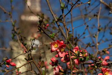 Obraz premium Blooming Japanese quince at the Catholic church in Csongrad town