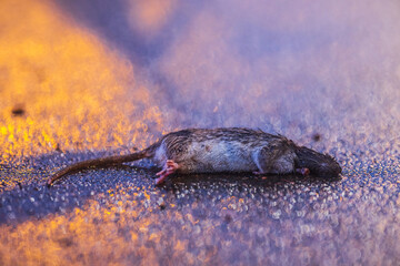 Dead rat on asphalt road.