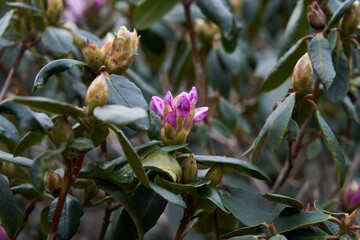 pink flower buds