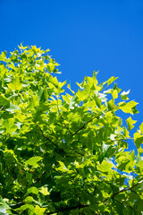 Tulip Poplar Tree Leaves against bright blue sky