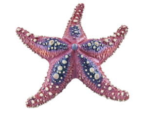 Isolated Colorful Starfish