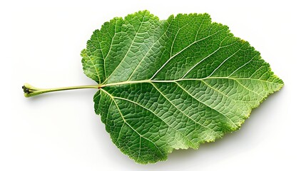 Obraz premium A single mulberry leaf with detailed veins, isolated on a white background