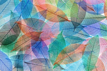 Multi-colored skeleton leaves arranged on black background