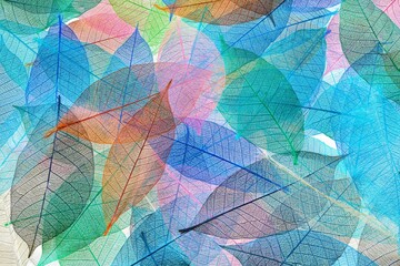 Multi-colored skeleton leaves arranged on white background