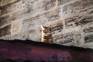 Close-up of a cat posing on a rooftop. Relaxed and curious feline on the roof.