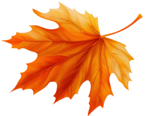 Isolated Orange Maple Leaf
