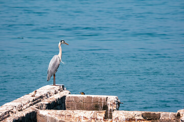 Grey heron standing on rocks by the seaside. Majestic bird by the water.