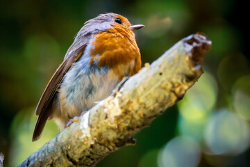Close-up of a robin perched on a branch. A vibrant red-breasted robin sitting on a tree. Selective focus.